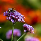 Erdhummel auf Eisenkraut