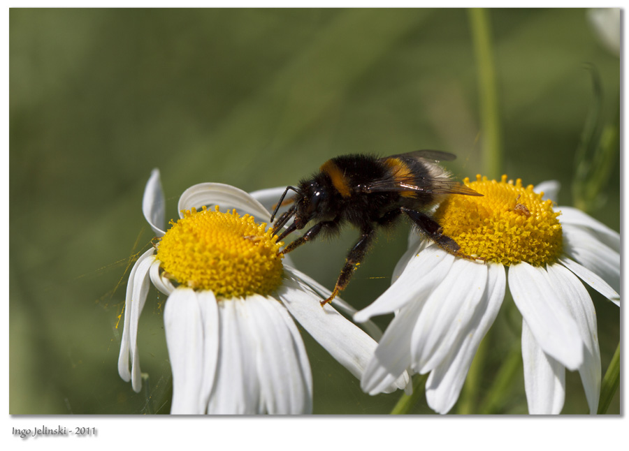 Erdhummel auf Hundskamille