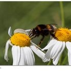 Erdhummel auf Hundskamille