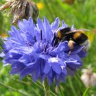 Erdhummel auf Kornblume