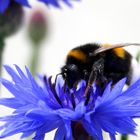 Erdhummel auf Kornblume