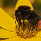 Erdhummel auf Mädchenauge 001