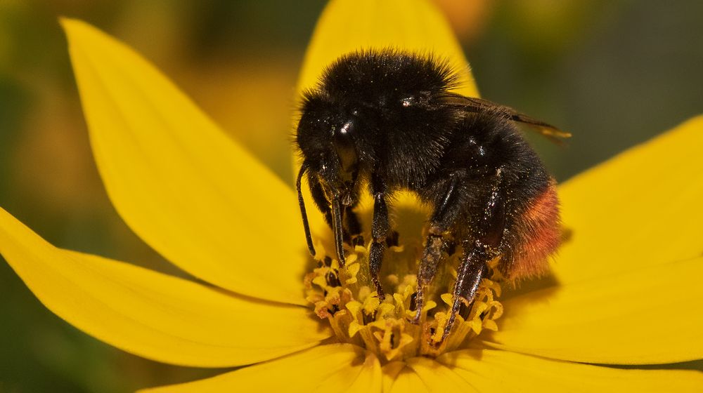 Erdhummel auf Mädchenauge 001 Foto &amp; Bild tiere