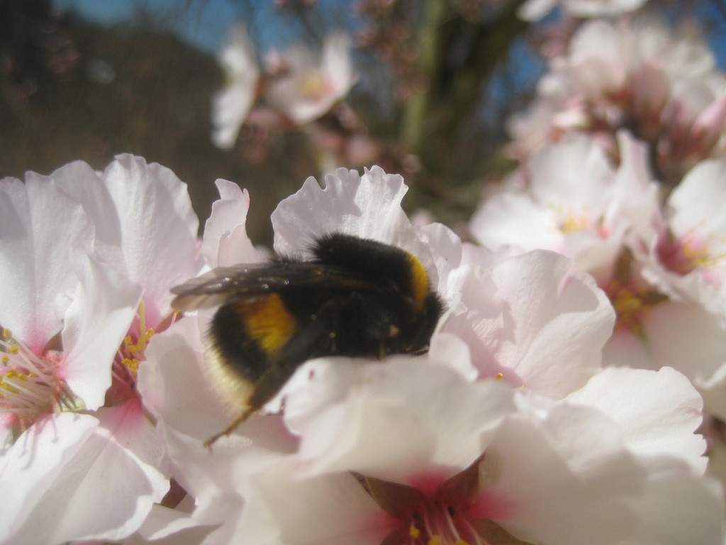 Erdhummel auf Mandel