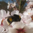 Erdhummel auf Mandel