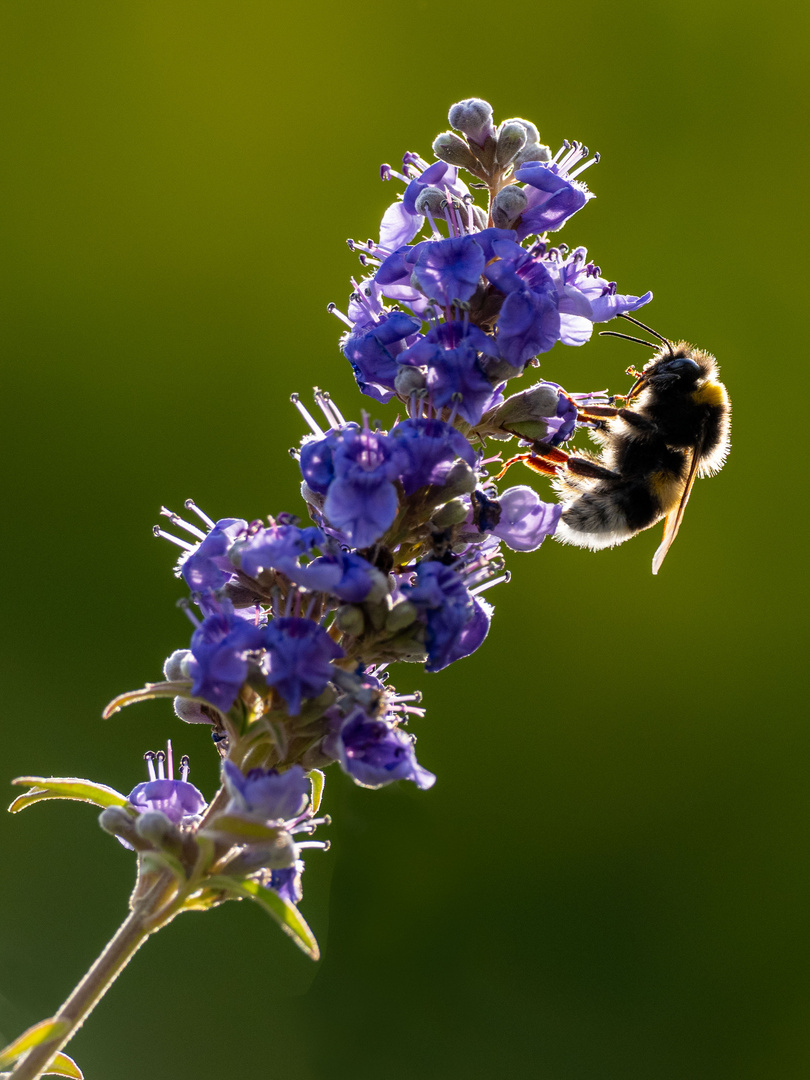 Erdhummel auf Mönchspfeffer