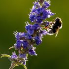 Erdhummel auf Mönchspfeffer