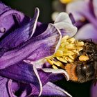 Erdhummel auf Nahrungssuche