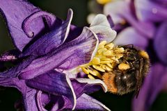 Erdhummel auf Nahrungssuche