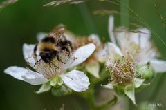 Erdhummel auf Nektarsuche