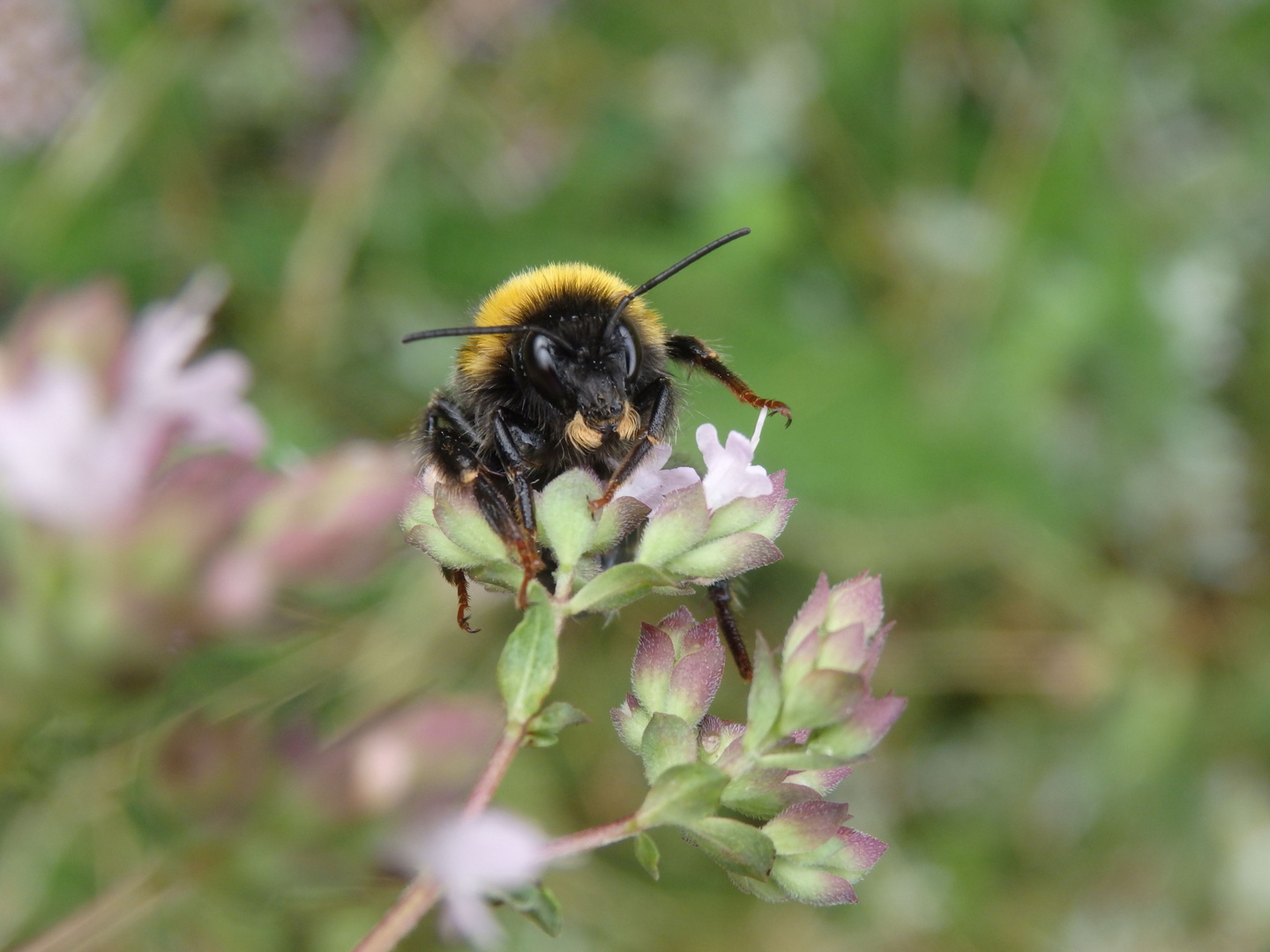 Erdhummel auf Oregano