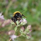 Erdhummel auf Oregano