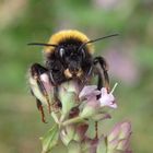 Erdhummel auf Oregano