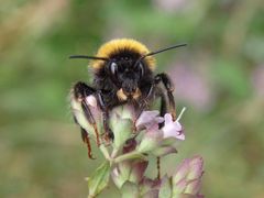 Erdhummel auf Oregano