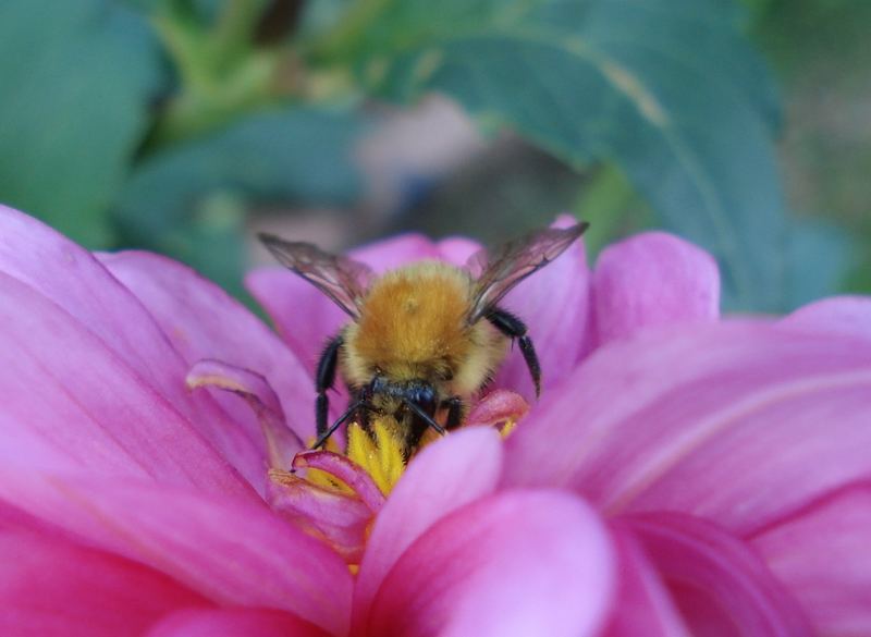 Erdhummel auf rosa Dahlie