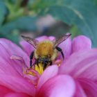 Erdhummel auf rosa Dahlie