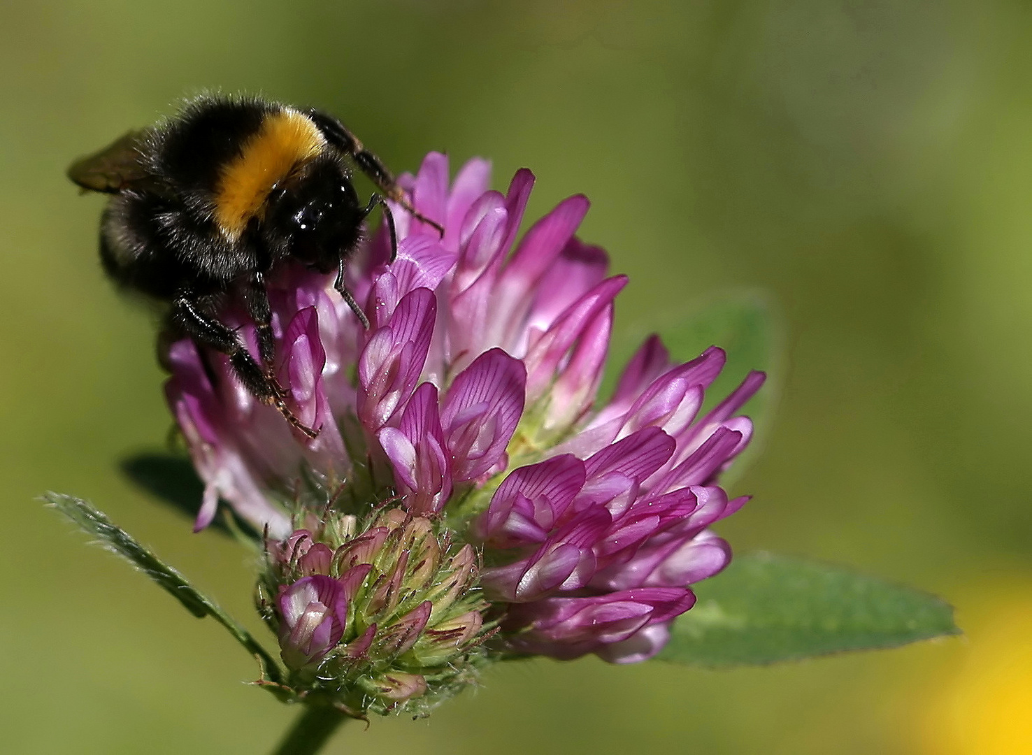 Erdhummel auf Rotklee