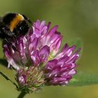 Erdhummel auf Rotklee