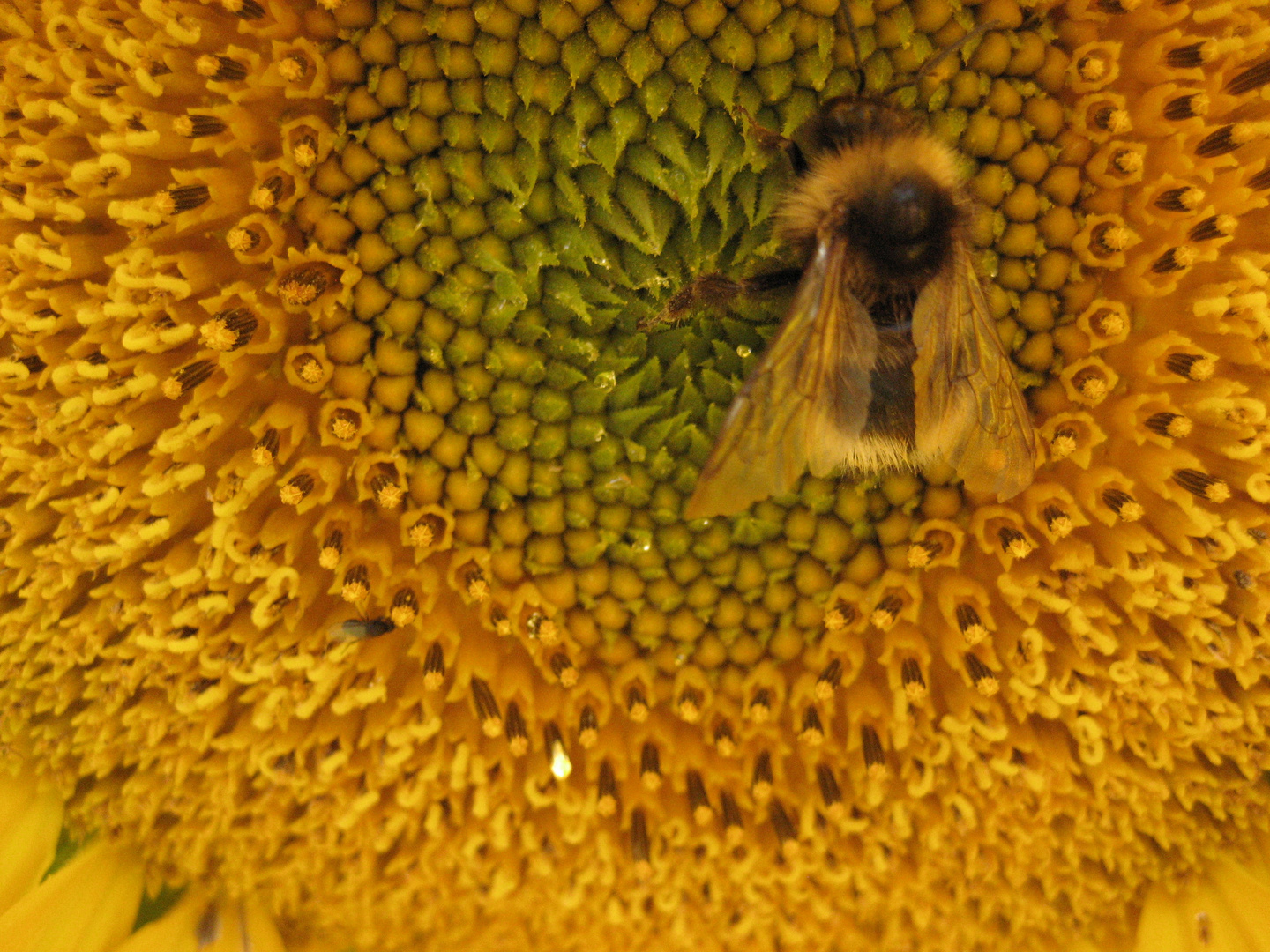 Erdhummel auf Sonnenblume