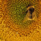 Erdhummel auf Sonnenblume