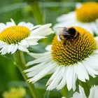 Erdhummel auf weißer Echinacea