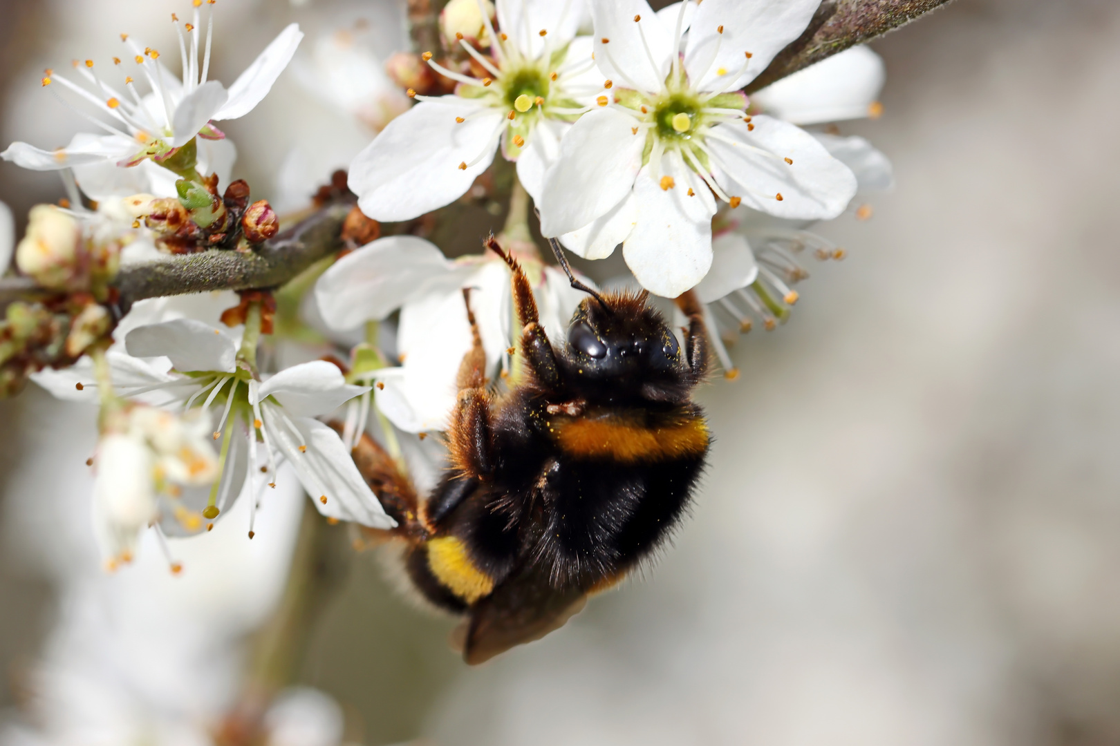 Erdhummel