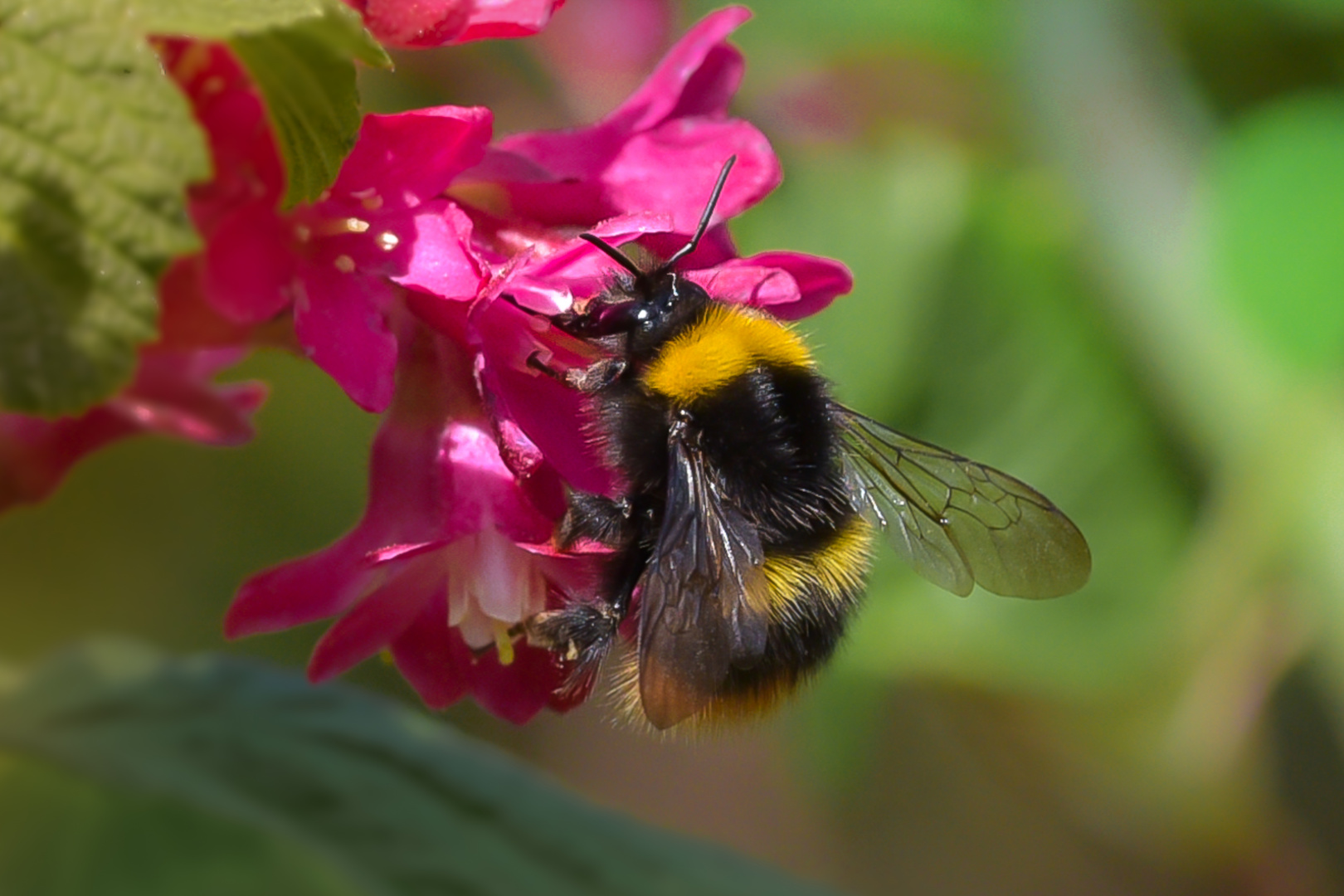 Erdhummel bei der Arbeit