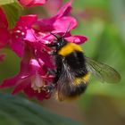 Erdhummel bei der Arbeit