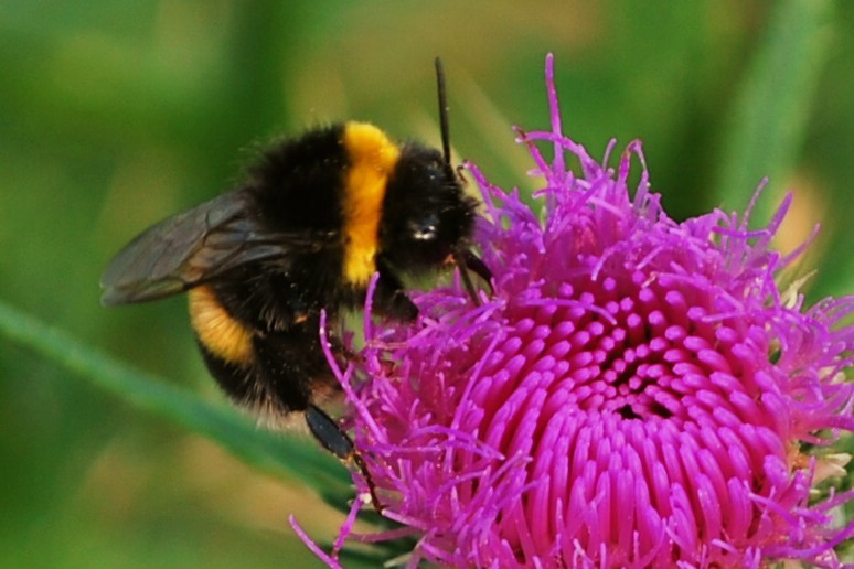 Erdhummel beim Naschen einer Acker-Kratzdistel