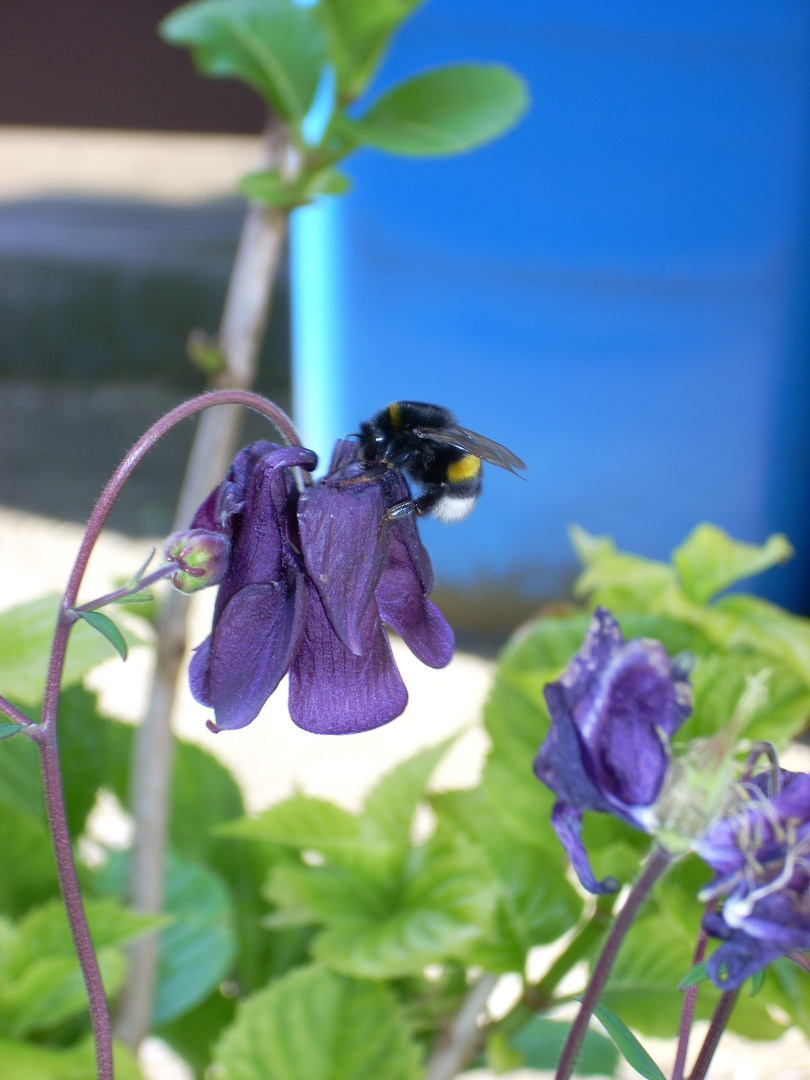 Erdhummel beim Naschen