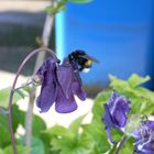 Erdhummel beim Naschen