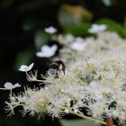 Erdhummel beim Nektarsammeln auf Rispenhortensie