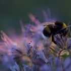 Erdhummel & Bienenfreund