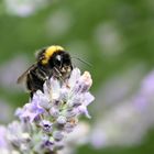 Erdhummel (Bombus cryptarum)