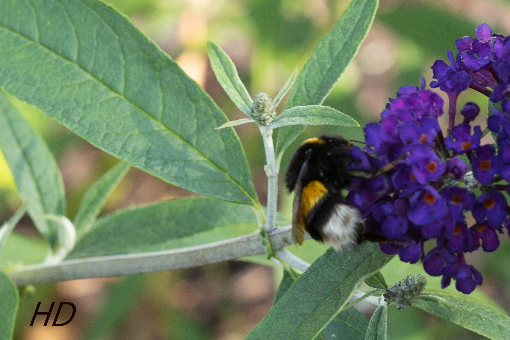 Erdhummel (Bombus terrestris)