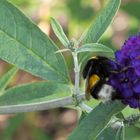 Erdhummel (Bombus terrestris)