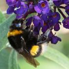 Erdhummel (Bombus terrestris)