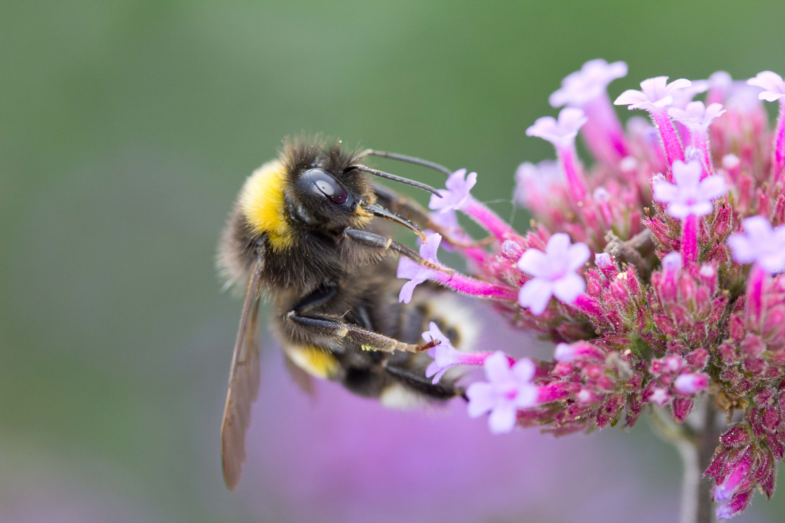 Erdhummel (Bombus terrestris)