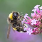 Erdhummel (Bombus terrestris)