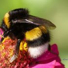 Erdhummel Bombus terrestris