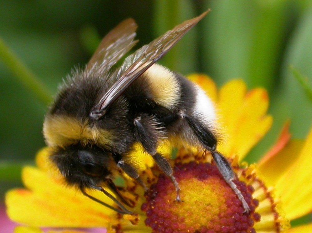 Erdhummel [Bombus terrestris]