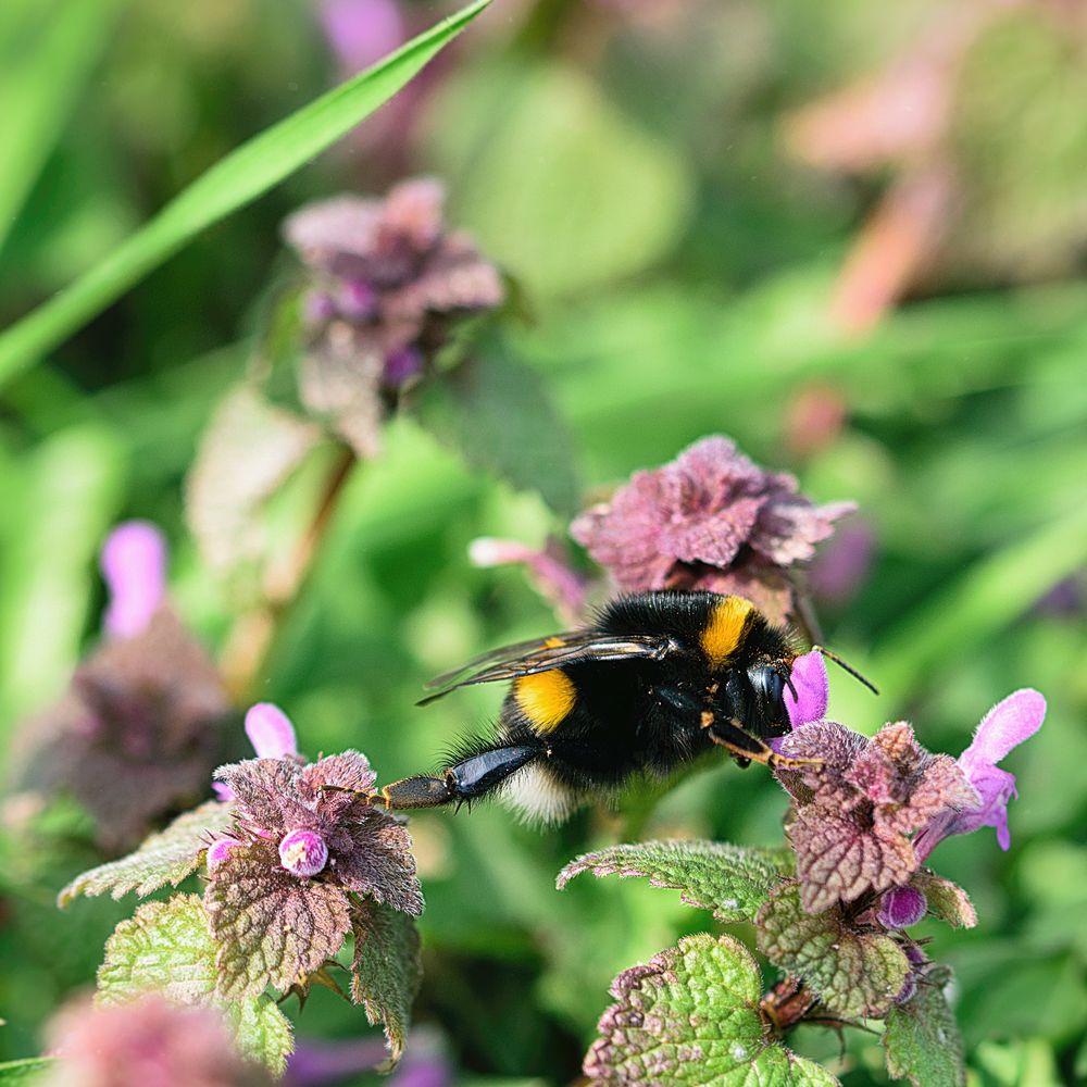 Erdhummel (Bombus terrestris), buff-tailed bumblebee