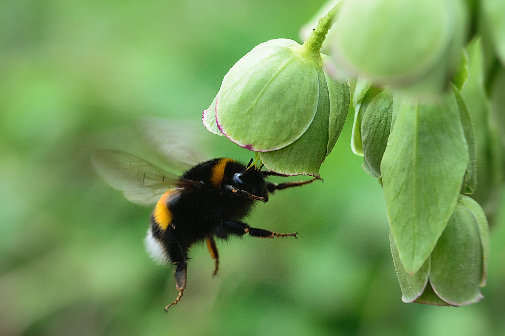 Erdhummel (Bombus terrestris), buff-tailed bumblebee