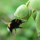 Erdhummel (Bombus terrestris), buff-tailed bumblebee