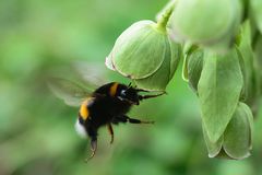 Erdhummel (Bombus terrestris), buff-tailed bumblebee