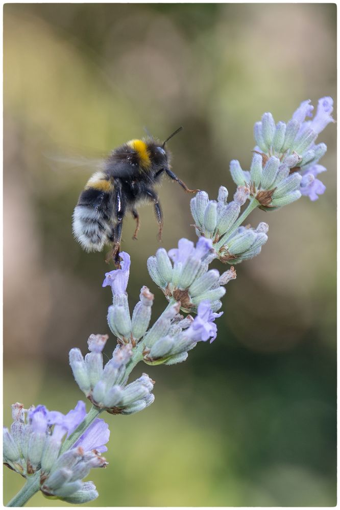 Erdhummel