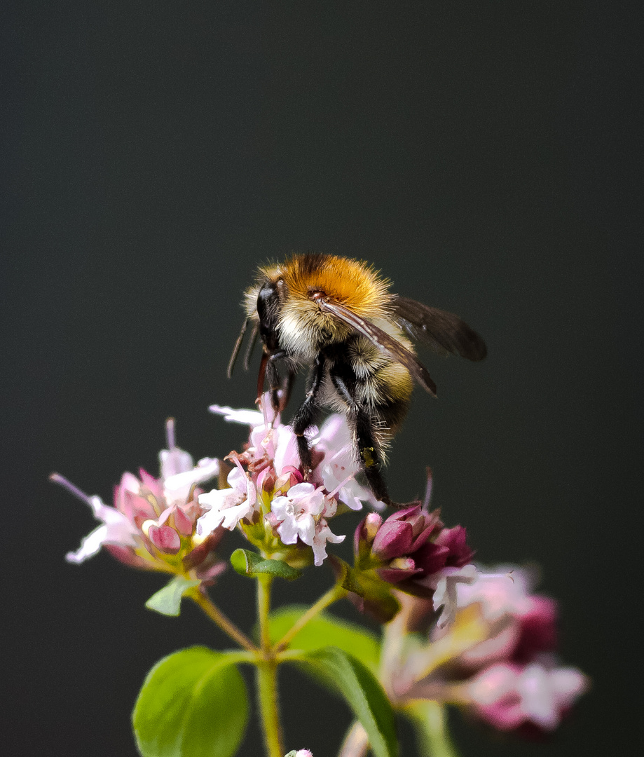 Erdhummel