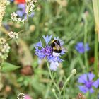  Erdhummel & das Bett im Kornfeld