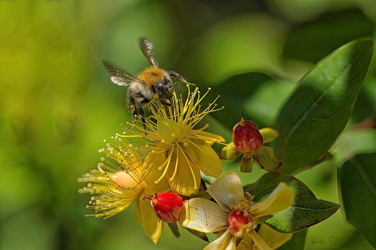 Erdhummel