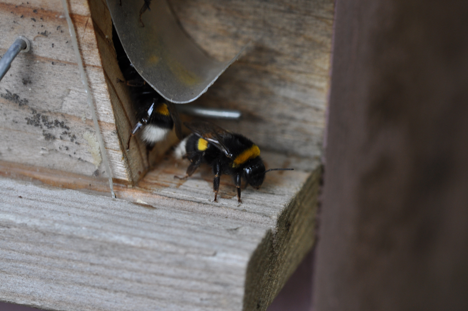 Erdhummel 